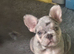 French Bulldog Puppies