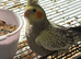 Friendly female baby cockatiel