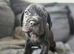 Frenchbulldog labs 4 boys left, ready 1st Sept