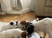 JACK RUSSELL TERRIOR