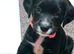 8 week old female patterdale x lab x spaniel