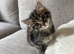 Kittens for Sale