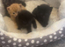 Kittens for sale