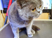 British Shorthair Female