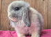 Blue/fawn harlie mini lop doe.