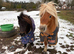 2 year old miniature sheltand pony stallion