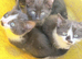 Beautiful playful kittens