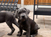 World Winner and Champion bloodline, Pedigree Cane Corso Puppies