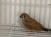 Pair of fawn and pied zebra finch