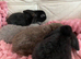 Baby mini lops