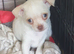 Chihuahua puppies ready now Alford Lincolnshire