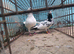 Pair of pakistani highfliers for sale