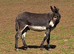 5yo donkey gelding