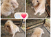 Beautiful litter of mini lion lop ready reverse