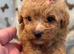 Maltipoo puppies small toy Maltese x toy poodle red apricot dog puppy