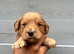 Beautiful cockapoo puppies