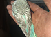 Young budgies