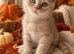 Beautiful British Shorthair Kittens