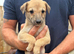 Genuine 3/4 whippet 1/4 collie pups ready now