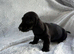 Miniature dachshund