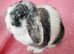 Mini lop girls for sale