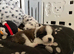 Gorgeous Saint Bernard puppies looking for homes