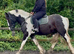Beautiful 15.1 31/2yr old piebald Irish Draught x Cob Gelding