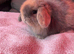 Mini lop boy