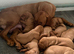 Beautiful Hungarian Vizsla puppies