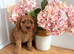 ️STUNNING RUBY F1 CAVAPOO PUPPIES READY NOW️