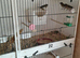 6 bengalese finches for sale