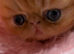 Registered Pedigree persian kittens