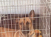 Very kind 17 month old needs a forever home.
