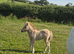 Mare&filly foal