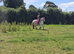 Grey cob mare 12.2 SAFE first pony type