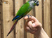 Green cheek conure