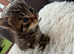 Cute little kitten