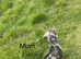 Beautiful kc registered miniature dachshunds