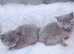 Stunning litter of Russian blue kittens ready now