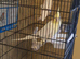 Cockatiel for sale