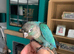 Baby hand reared conures for sale