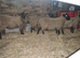 3 Suffolk weather lambs 1 Cross ewe lamb.