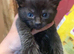 Beautiful kittens