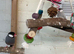 Java sparrows for new aviary home