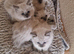 Ragdoll Kittens