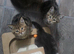 3 kittens