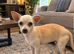 Female chihuahua