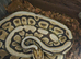 6 ball pythons and 1 carpet python looking for new homes