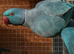 Blue Male Indian Ringneck for Sale