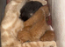 2 week old kittens looking for their home!!!